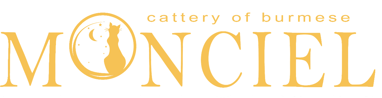 Buy European Burmese in Europe / Spain / France / Germany