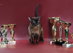 01-02.10.2016 International  Catshow  