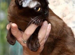 20-21.09.2014 INTERNATIONAL CATSHOW IN KIEV FAU/WCF