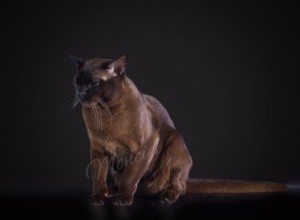  24-25.12.2016 International Catshow PFC 