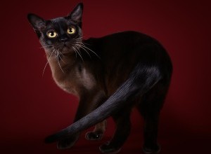 08.07.2023 Международная выставка кошек 