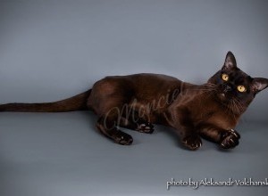  17-18.09.2016 International Catshow 