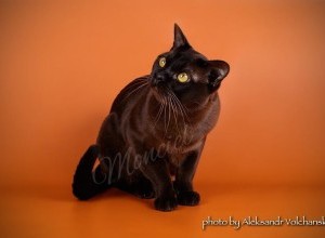 17-18.12.2016 International Championship of Pedigree Cats Kiev FAU/WCF