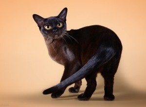 04-05.04.2015 International Catshow PFC 