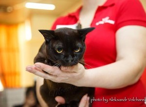 23-24.06.2018 InternationaIe Tentoonstelling, Barneveld/ Holland.